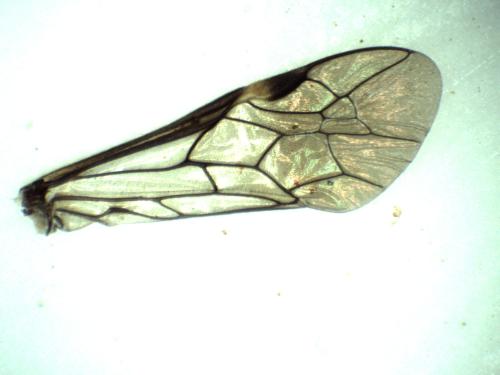 Allantus melanarius